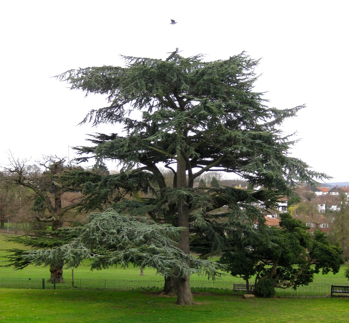 Tree, Streatham Common